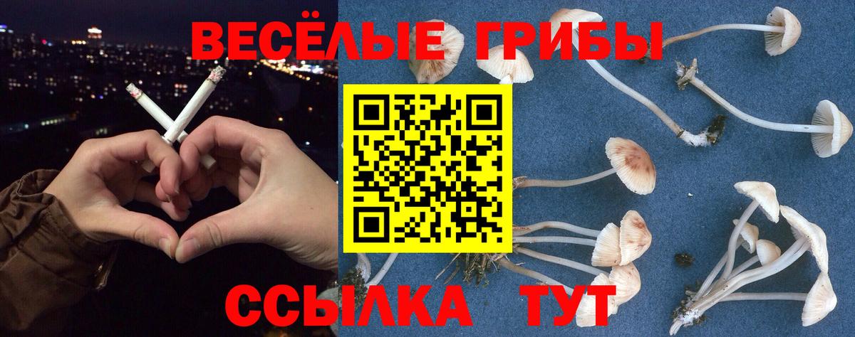 Псилоцибиновые грибы Cubensis Слободской